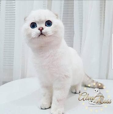 вязка кошка: Шотландские котята, окрас белый с дымчатым хвостиком и тёмными — 5