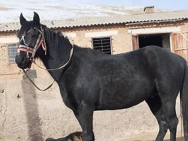 чистокровный лошадь: Продаю | Жеребец | Для разведения | Осеменитель — 10