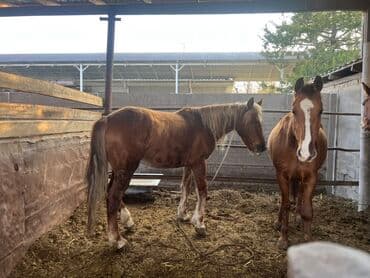 объявления о найденных животных: Продаю | Кобыла (самка) | Для разведения | Племенные — 5