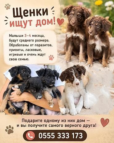 Собаки: Щенки ищут дом Возраст: 3 месяца. Предполагаемый размер во взрослом — 1