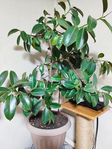 форма для булки: Комнатное растение — фикус (вероятно, фикус Бенджамина/эластика, форма — 1