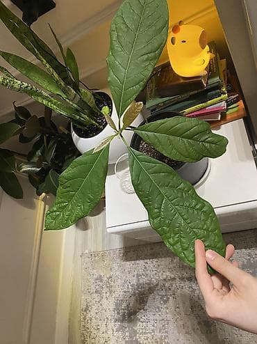 яблоко карликовые: Авокадо 🥑 - Плодоносит. - Полив: раз в 7–9 дней. - Листья здоровые — 7