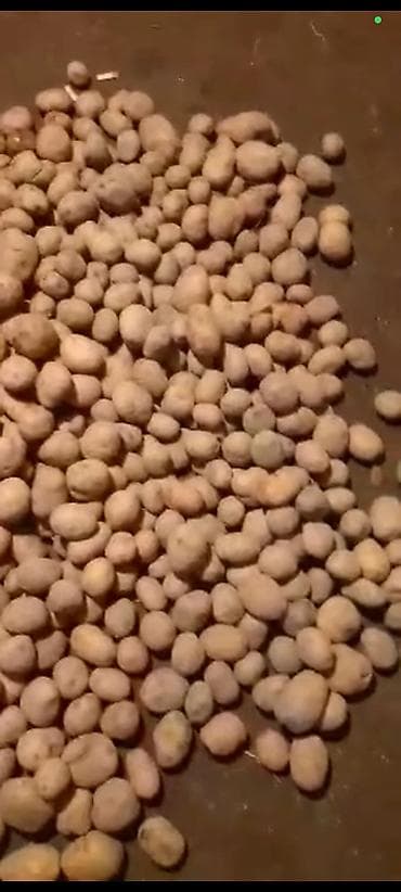 Картошка Ривьера