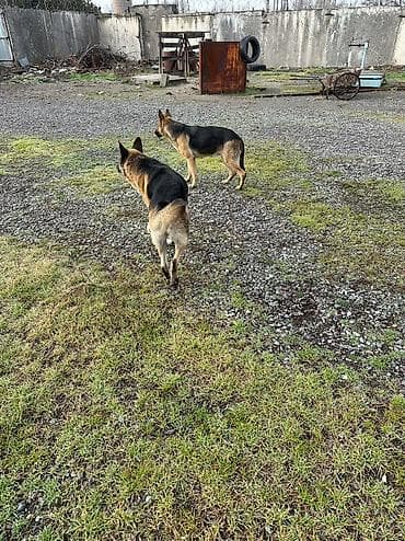 сахарный посум: Продаю щенков немецкой овчарки, село беловодское, цена окончательная — 6