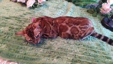 купить породистых котят: Шикарные бенгальские котята 3-4мес. Лучший подарок для любящего — 11