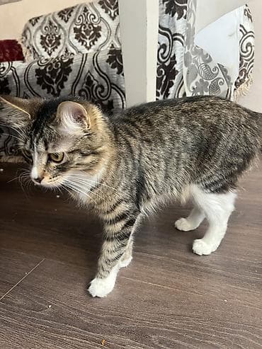 кот рыжий: 1 год, Девочка, Приучена к лотку — 1