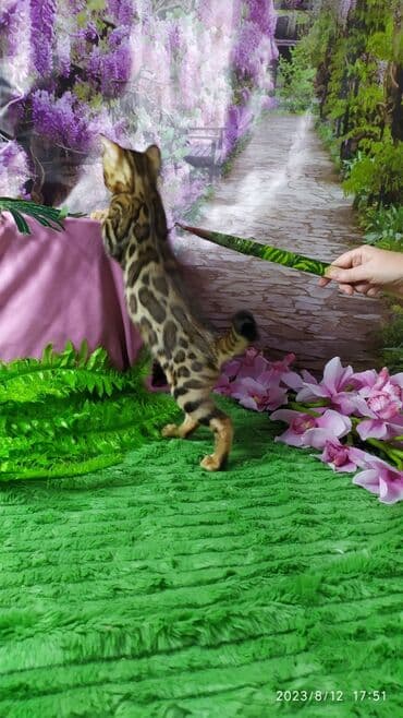 сколько стоит котенок британской золотой шиншиллы: Друзья. Бенгальские котята !! Проф.Питомник Бен Гла Мур предлагает — 8