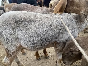 меринос ягнята: Продаю | Ягненок | На забой — 2