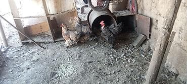 продать цыплят брамы: Продаю | Куры | Брама | Для разведения — 2