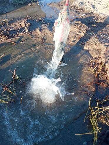 дом на иссык куле купить: Суу чыгарабыз,суу чыгарабыз Арзан,Арзан,арзан 40чы труба,насос — 14