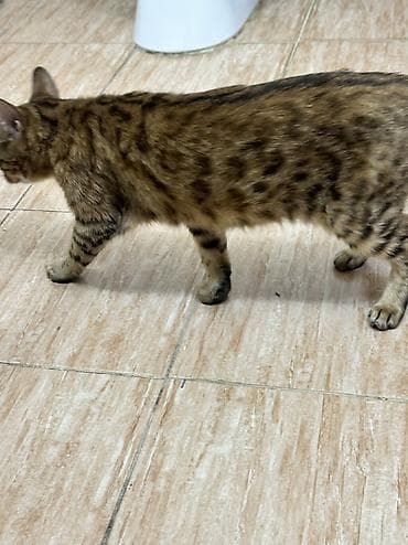 бенгальские кошки купить: Бенгальская, 1 год, Девочка, Кастрирована, Приучена к лотку, Проглистована — 2