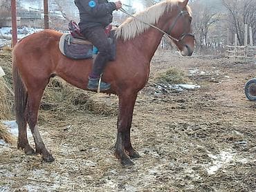 Продаю | Конь (самец) | Рабочий | Мерин