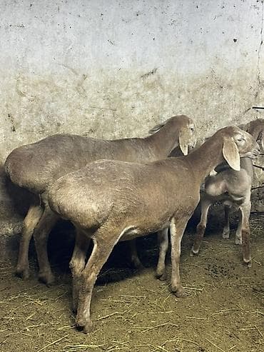 продаю бычка: Продаю | Овца (самка) | Эдильбаевская | Для разведения | Матка — 2