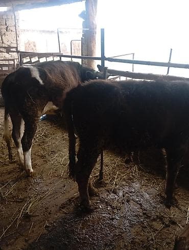 бычков: Продаю | Тёлка | На откорм | Привязанные — 3