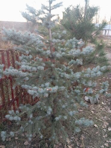 Ель голубая (Picea pungens, blue spruce) - Живое декоративное дерево at lalafo.kg Ель голубая (Picea pungens, blue spruce) - Живое декоративное дерево