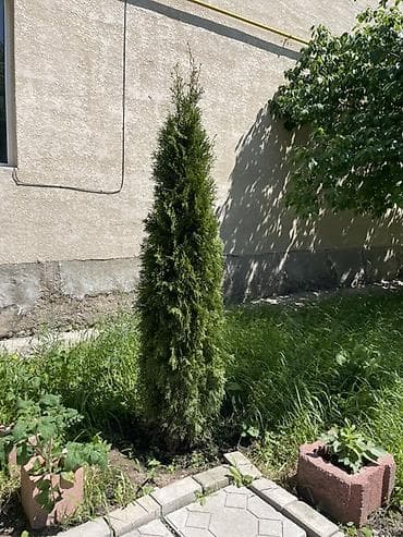 Продаётся туя, высота около 2 метров 🌲 Здоровая, густая, красивой