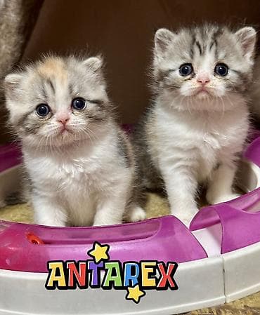 сколько стоит скоттиш фолд: Чистопородные шотландские короткошерстные котята от красивой привозной — 1