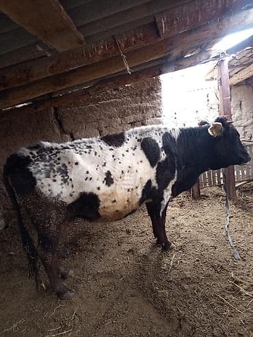голштин корова: Продаю | Корова (самка) | Полукровка | Для молока | Привязанные — 1