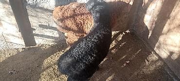 собака такса: Продаю | Ягненок | Для разведения — 6