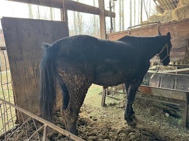 объявления о пропаже животных: Продаю | Кобыла (самка) | На забой — 2