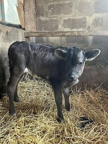 коровы для молоко: Продаю | Корова (самка), Тёлка, Музоо, торпок | Швицкая, Аулиекольская | На откорм | Племенные — 3