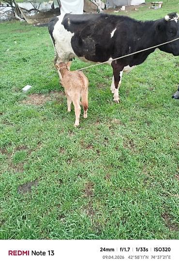 узи коров: Продаю | Корова (самка) | Полукровка | Для молока | Привязанные — 4