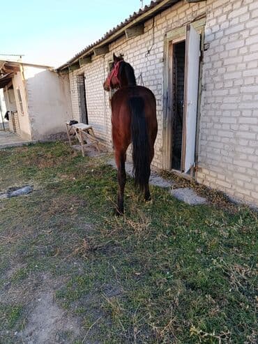 купить собаку для охоты: Продаю | Жеребенок | Рабочий — 5