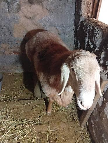 овцы меринос: Продаю | Овца (самка) | Для разведения | Племенные — 3