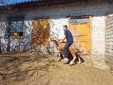 американский спаниель: Продаю | Баран (самец) | Для разведения | Осеменитель — 5
