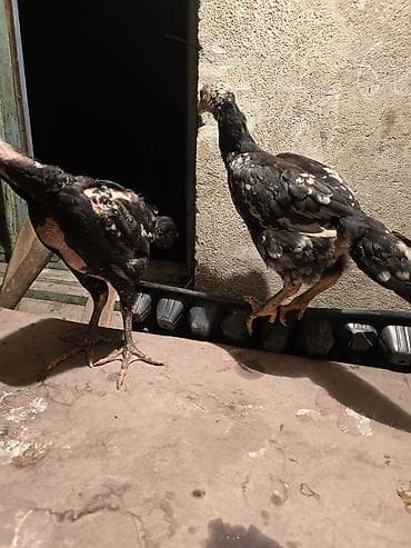 сколько стоят перепёлки: Продаю | Цыплята | Бойцовая | Для разведения — 1