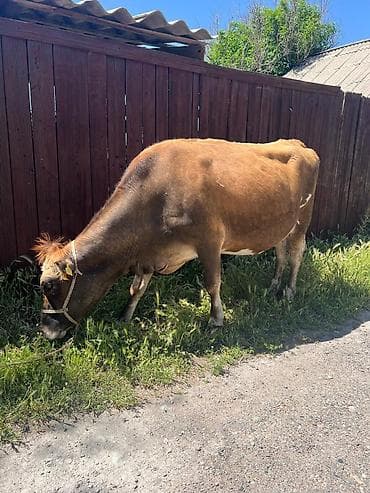 корова стеленком: Продаю | Корова (самка) | Для молока — 3