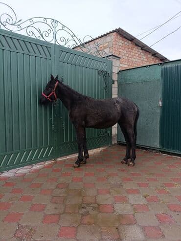 собака доберман сколько стоит: Продаю | Жеребенок | Конный спорт — 18