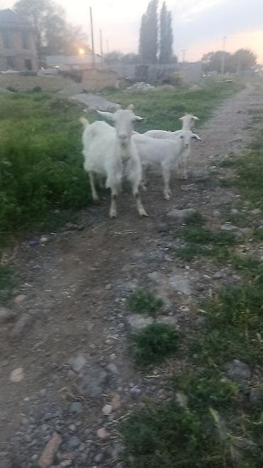 уй кой: Продаю | Коза (самка) | Для молока | Племенные — 4