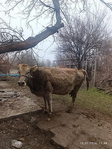 Продаю | Корова (самка) | Полукровка | Для молока | Стельные