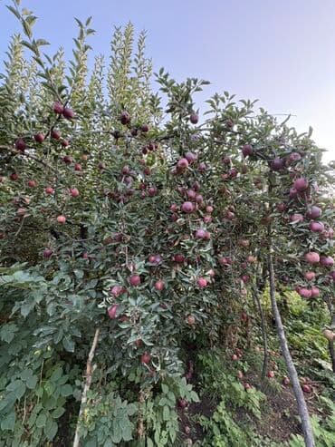 превосходный сорт яблок: Яблоки Оптом — 3