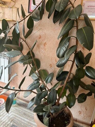 купить аквариумные растения: Крупный комнатный фикус эластика (Ficus elastica) в высоком горшке. - — 1
