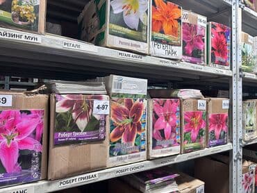 Дрова: Луковицы цветка: Лилейники — 3