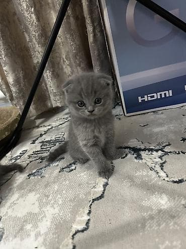 рыжие котята бесплатно: Старт продаж ! Котята шотландской породы в двух расцветках ! Родились — 3