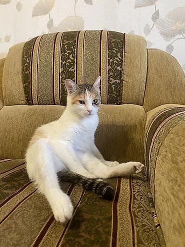 найди: Кошка даром: Беспородная, 1 год, Девочка, Кастрирована, Приучена к лотку, Проглистована — 3