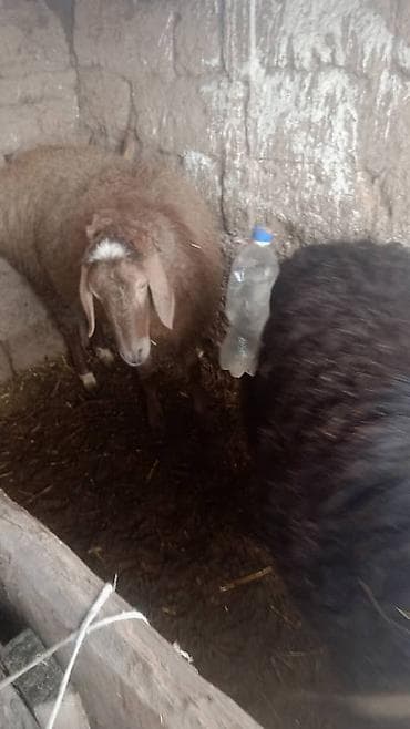 бараны в канте: Продаю | Баран (самец) | Полукровка | Для разведения | Племенные — 5