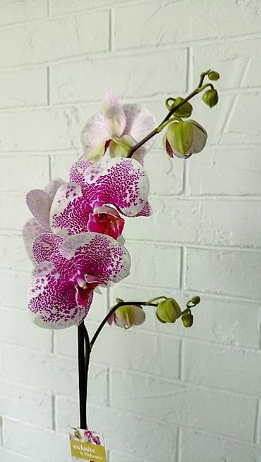орхидея фото цена: Большой выбор сортовых орхидей, высота растений 70 см. цены от 1450 до — 6