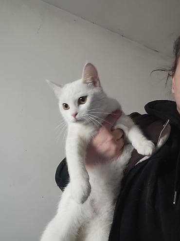 кошки в токмоке: Белые кошки с редким окрасом и выразительными янтарными глазами. На — 5