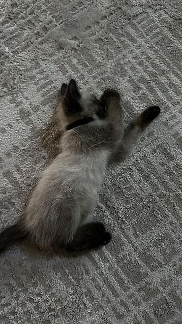 сиамский котёнок: Сиамская, 4 месяца, Мальчик — 3