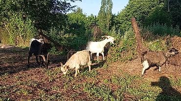 загон: Продаю | Коза (самка), Козлёнок | Полукровка | На забой, Для разведения | Племенные — 1