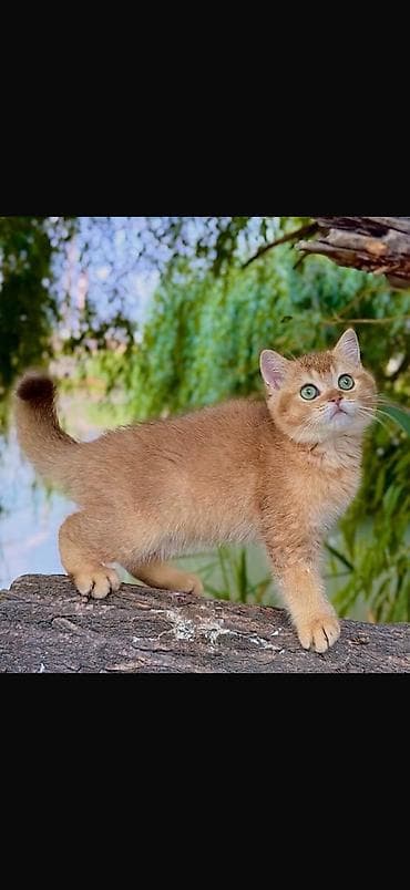 Британская короткошёрстная, 1 месяц, Мальчик, Золотая шиншилла