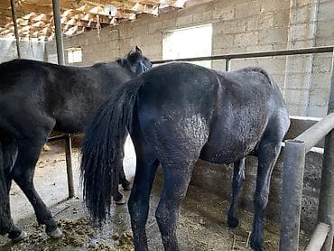 кони: Продаю | Кобыла (самка), Жеребец | На забой, Для разведения — 1