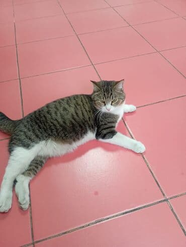 шотландские вислоухие котята в бишкеке: Беспородная, 5 месяцев, Девочка, Белый, Кастрирована, Приучена к лотку, Проглистована — 14