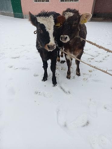 Продаю | Бык (самец) | На откорм | Привязанные
