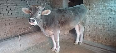 ат алам: Продаю | Бык (самец) | На откорм | Племенные — 2
