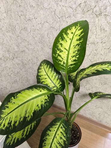 примула комнатные: Диффенбахия пестролистная Тропик Сноу - Эффектные крупные листья — 4